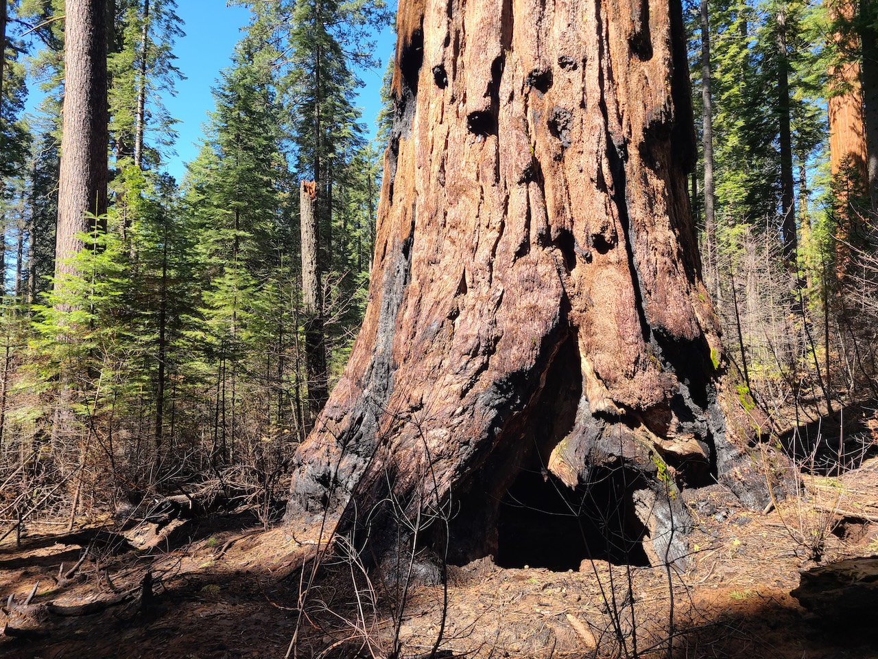 South Grove Trail at Calaveras Big Trees State Park reopens May 1, 2025. Photo from California State Parks.